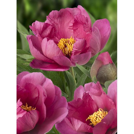 Pivoine Itoh 'Pink Ardour' Pot de 3L/4L