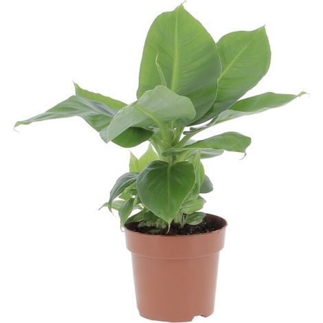 Pianta di Banano Musa Acuminata Dwarf Cavendish - Altezza 35-45 cm Vaso da Coltura Ø 13 cm (1/3)