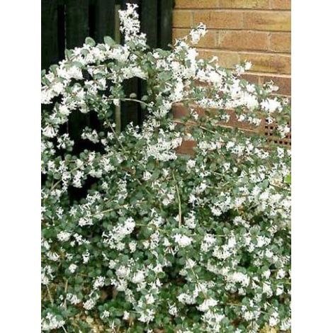 Osmanthe de Delavay Pot de 2L/3L (1/4)
