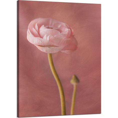 Lienzo impreso Botánica Peonía rosa 50x70 cm