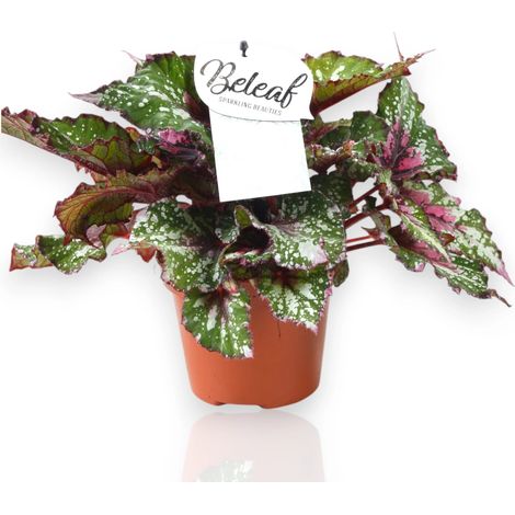Gardenaria Begonia rex 'Alaska Creek' - Pianta da interno ornamentale - Altezza: 32 cm (vaso 17) (1/4)