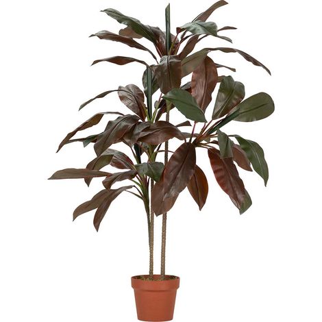 Cordyline Fruticosa Pflanze 70X60X110 cm (1/5)