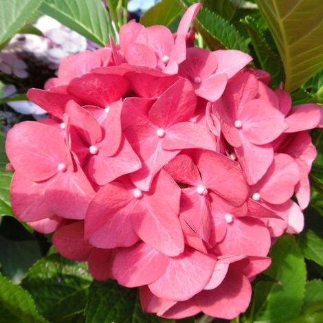 Ortensia "Hydrangea macrophylla Doris" pianta in vaso  12 cm Doris (1/4)