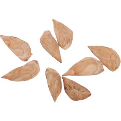 Graines de pin faciles à cultiver pour l'aménagement paysager, graines d'arbres pour la production en pépinière, 48 g (1/5)