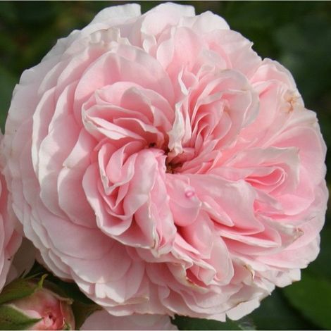 2 x Rosa  - Rosier Kordes - Rosa 'Larissa'® (1/4)