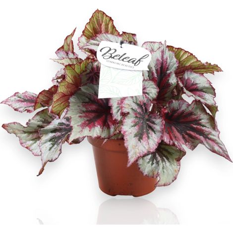 Gardenaria Begonia rex 'Evening glow' - Pianta da interno ornamentale - Altezza: 32 cm (vaso 17)