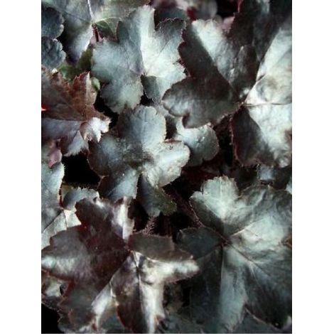 Heuchère 'Blackout'