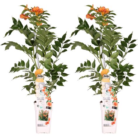 Campsis 'Indian Summer' Lot de 2 Plantes Grimpantes Fleurs Orange Hauteur 65 cm - PANGIVO (1/5)