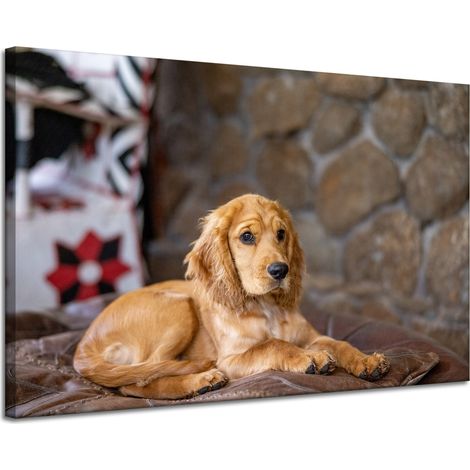 Leinwanddruck Tiere Cocker Spaniel Hund 120x80 cm
