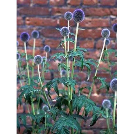Boule azurée, Chardon boule 'Veitch's Blue' Godet de 8/9 cm (1/4)