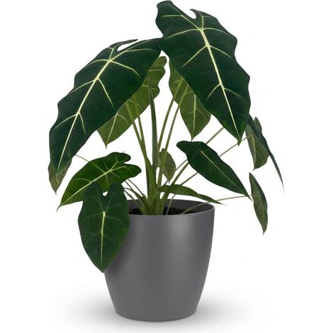 Alocasia Frydek Oreille d'éléphant - Plante d'intérieur avec Pot Gris 19 cm - Hauteur 60 cm - PANGIVO (1/5)
