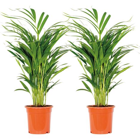 Bloomique - Lot de 2 - Dypsis Lutescens - Palmier Areca - Plante d’intérieur - Dépolluante - Sans danger pour les animaux - Hauteur 60-70 cm - Pot 17 cm