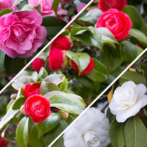 Camelia japonica tricolore "Camellia Tricolor" pianta in vaso ø14 cm