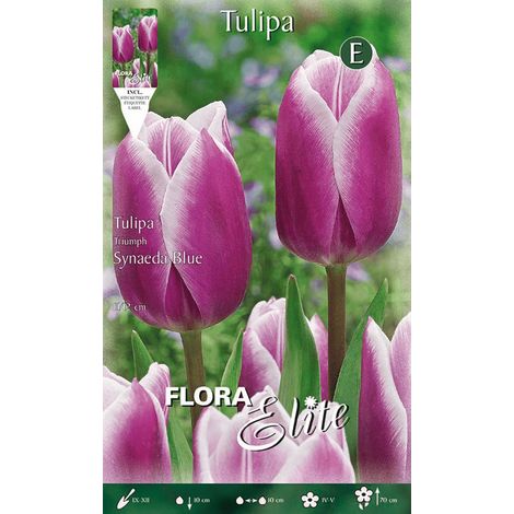 BULBI AUTUNNALI TULIPANO SYNAEDA BLUE CONFEZIONE DA 7 BULBI BULBS BULBES