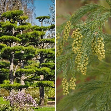 Semillas de Cedro Japones. Cryptomeria Japonica. 5 Gramos