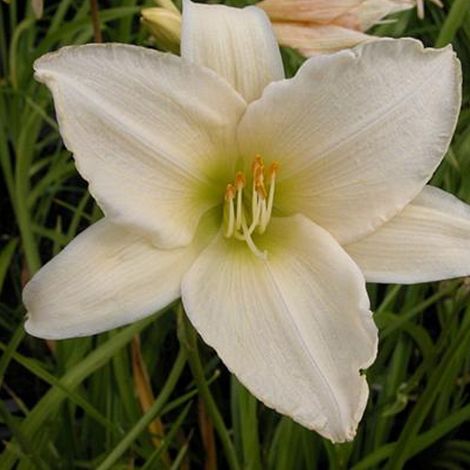 4 x Lis d'un jour - Hemerocallis 'Serena Madonna' - godet 9x9 (1/4)