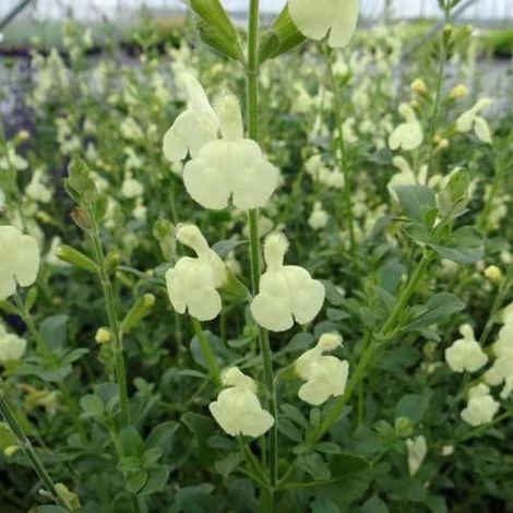 Sauge Sungold/Godet - 5/20 cm