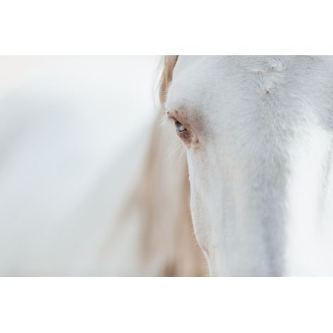 Tableau sur toile cheval blanc 30x45 cm - Impression sur Toile Murale Décorative - Image imprimée en HD sur Toile - Toile sur Châssis en Bois FSC - Fabriqué en France (1/5)