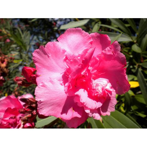 Nerium oleander "rosa doppio" - oleandro - alveolo forestale (1/2)