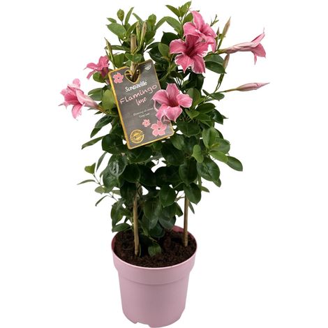 Dipladenia Mandevilla Sundaville Flamingo Rose Plante Grimpante en Colonne Ø17cm H55cm - PANGIVO