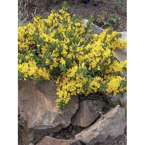 Genêt rampant Pot de 2L/3L