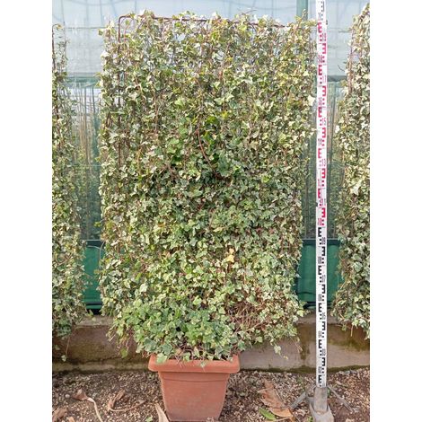 Lierre Hedera Helix Kolibri Espalier H 200 cm Pot 40 cm Panaché (1/4)