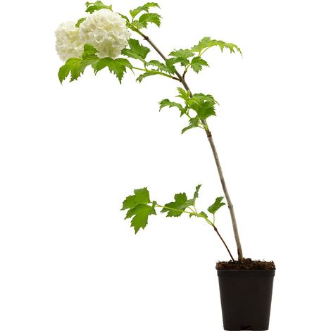 Viburnum opulus cv. "roseum" - pallon di maggio - vaso quadro 7x7x8 cm (1/3)
