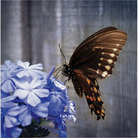 Art for the Home Outdoor Leinwandbild Garten Wanddeko - Schmetterling - 50x50cm (1/5)