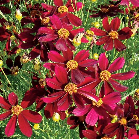 4 x Coréopsis - Coreopsis hybrida 'Red Satin' - godet 9x9 cm (1/5)
