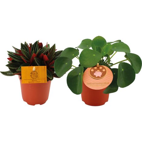 Plantes duo Peperomia Rosso et Pilea Peperomioides 2 pièces pot 10,5 cm env 15 cm - PANGIVO