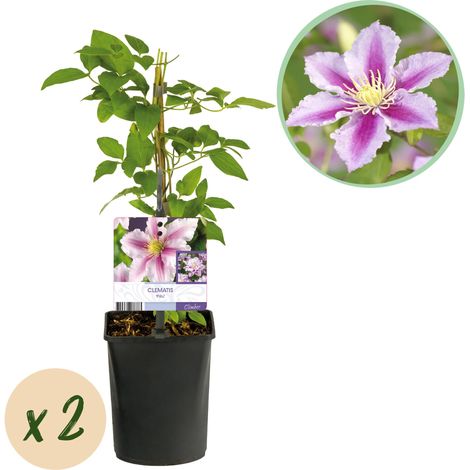 Lot de 2 Clématites Piilu Plante Grimpante Fleurs Roses et Blanches Pot 11cm Hauteur 40cm - PANGIVO (1/5)