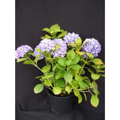 Hortensia 'Mathilde Gutges' Pot de 2L/3L (1/2)