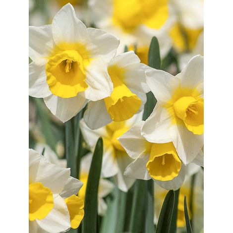 Narcisse trompette 'Golden Echo' Bulbe calibre 10+ (par 10) (1/2)