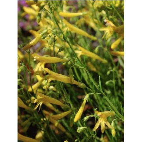 Galane 'Mersea Yellow' Godet de 8/9 cm (1/3)
