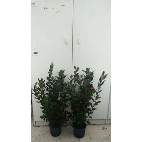 PIANTA DI FEIJOA IN VASO 18 altezza cm 50/60 cm (foto reale) ACCA SELLOWIANA