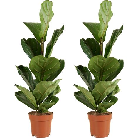 Bloomique - Lot de 2 - Ficus Lyrata - Plante à feuilles de violon - Plantes d'intérieur - Purifiant l'air - Facile d'entretien - Hauteur 80-100 cm - Pot 21 cm (1/5)