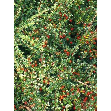 Cotoneaster praecox 'Boer' Pot de 7,5L/10L, Tige de 80 (1/2)