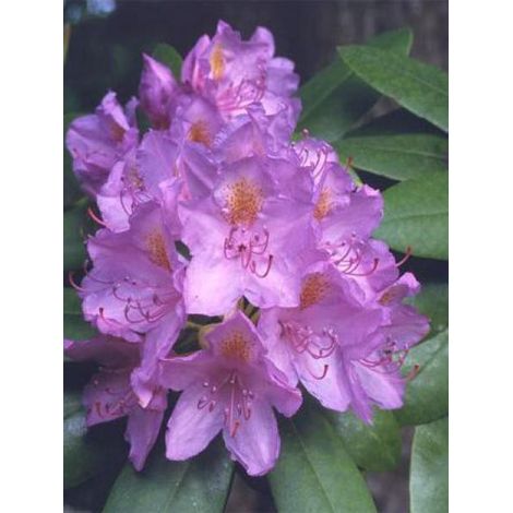 Rhododendron catawbiense 'Grandiflora' Pot de 12 cm / 13 cm (1/2)