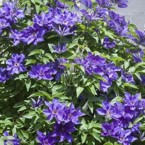 Gardenaria Clematis 'The President' - Pianta rampicante ornamentale da esterno - Altezza: 100/125 cm (vaso19) (1/3)