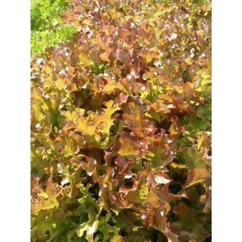 Laitue à couper 'Red Salad Bowl' le sachet de 2500 graines (3g) (1/3)