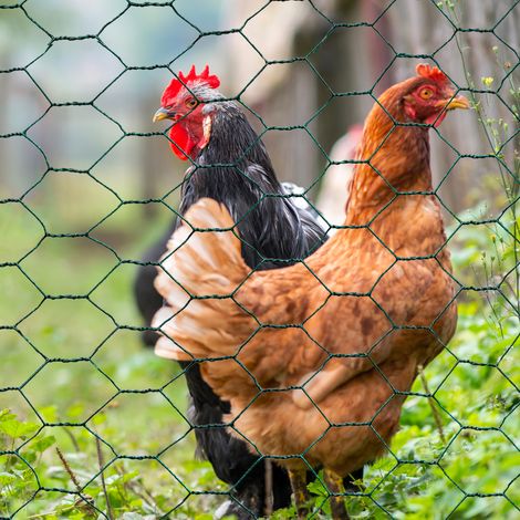 Alambre de pollo verde 1x25M malla 25mm triple torsión flexible valla jardín animales (1/5)