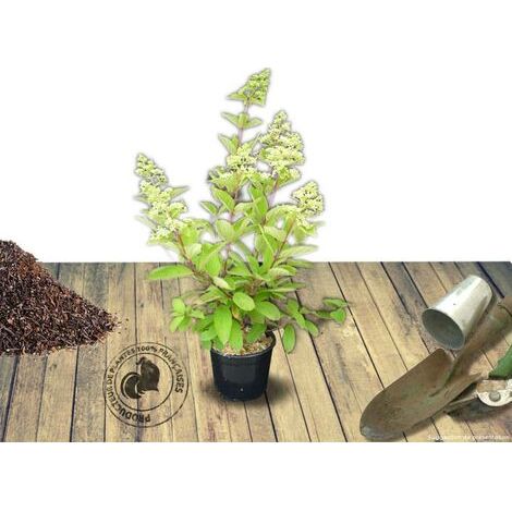 Hortensia paniculata Little Lime® 'Jane', Hydrangea paniculata/Pot de 7,5L - 60/80 cm (1/2)