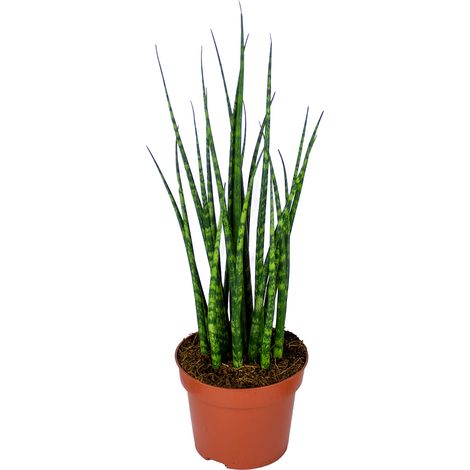 Bloomique - Sansevieria Fernwood Mikado - Langue de belle-mère - Plantes d’intérieur - Dépolluante - Très facile à entretenir - Hauteur 20-30 cm - Pot 12 cm