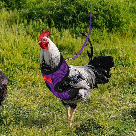 Harnais de poulet réglable avec laisse, gilet respirant pour poule, ceinture assortie 1,1 m, corde de traction d'extérieur pour canard, oie, bleu, taille M (1/3)