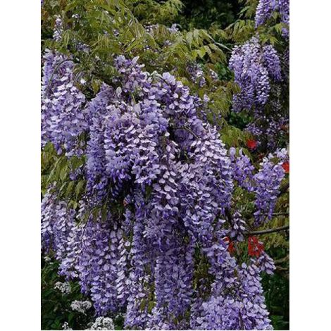 Glycine de Chine 'Caroline' Pot de 2L/3L, Plant greffé de + de 18 mois (1/3)