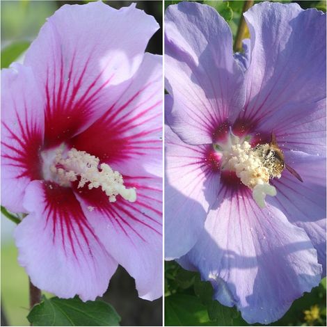 Semillas de Rosa de Siria. Hibiscus Syriacus. 50 Gramos
