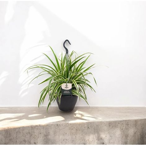 Gardenaria Chlorophytum comosum 'Vittatum' - Pianta da interno ornamentale - Altezza: 50 cm (vaso 14) (1/5)