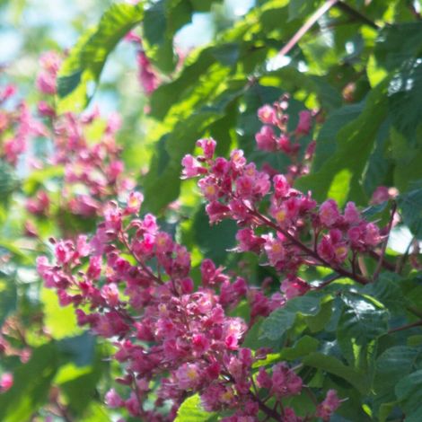 Marronnier à fleurs rouges Briotii/Pot de 15L - Baliveau