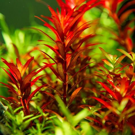 Aquarium Pflanze Rotala rotundifolia 'Blood Red' Tropica Nr.032D TC in Vitro