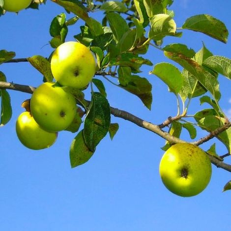 Pépinières Naudet – Pommier sauvage (Malus sylvestris) – Arbre fruitier rustique – Floraison printanière spectaculaire – Fruits sauvages riches en saveurs